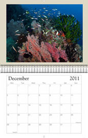 Marine life Wall Calendar