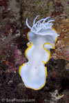 Chomodoris nudibranch