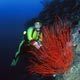 Diver and whip coral