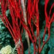 Trumpetfish in whip corals