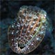 Giant cuttlefish 