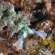 Lettuce sea slug – Tridachia crispata