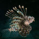 Lionfish invader