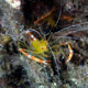 Golden coral shrimp
