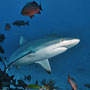 Grey reef sharks, Ngali Passage