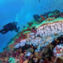 Soft corals in Taveuni