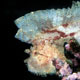 White leaffish