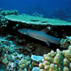 Whitetip reef shark in hiding
