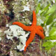 Red starfish - Astropecten aurantiaeus