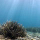Tourna Island reef