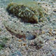 Large-scaled goby