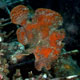 Giant frogfish at Blue Lagoon