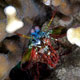 Mantis Shrimp at Blue Lagoon