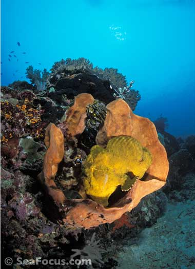 Frogfish in sponge, Tanjung Sepia