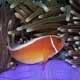 Skunk anemonefish, Gangga