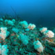 Soft corals on Bentenan Rock