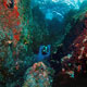 Diving Pulau Siko