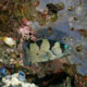 Bearded soapfish, Makian Island