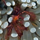 Orang-utan crab, Babua Seamount