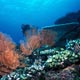 Komodo reef