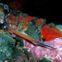 Janssi pipefish