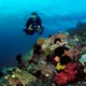 Lembeh Island reef