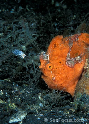 Frogfish with lure extended