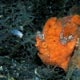 Frogfish with lure extended