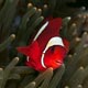 Spine-cheeked anemonefish