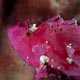 Pink leaffish at Labasong