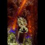 Juvenile cuttlefish on toxic fire urchin