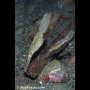 Robust ghost pipefish, Laha, Ambon