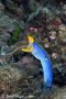 Adult male, blue ribbon eel, Rhino City, Ambon Channel