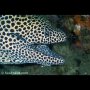 Honeycomb moray being cleaned, Laha, Ambon