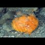 Freckled frogfish, Laha, Ambon