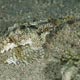Pegasus sea moth