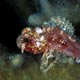 dwarf scorpionfish