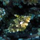 strapweed filefish - Mabul