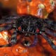 sponge crab - Mabul