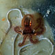 Unidentified juvenile octopus - Mabul