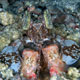 Spearchucker mantis shrimp - Mabul