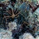 arrow crabs - Cozumel
