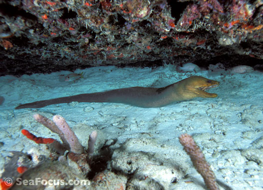 Green moray eel - Cozumel