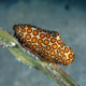 Spotted Cyphoma - Cozumel
