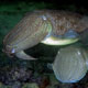 Mating cuttlefish