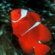 Spine-cheeked anemonefish