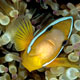Clownfish at Divers Heaven