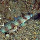 Goby and shrimp