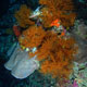 Black corals on Apo Reef