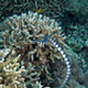 Banded sea krait, Laticauda colubrina